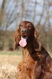 SETTER IRLANDAIS 384